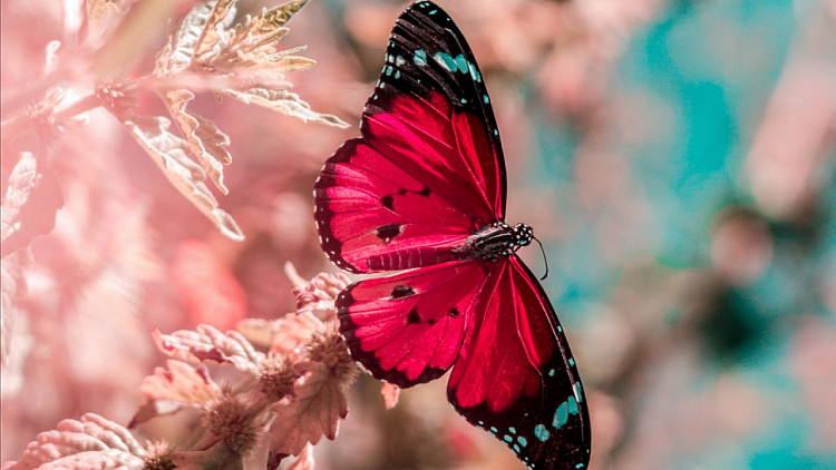 butterfly_wings_insect_131008_1280x720