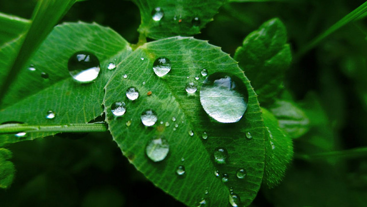 leaves_grass_dew_84019_1280x720